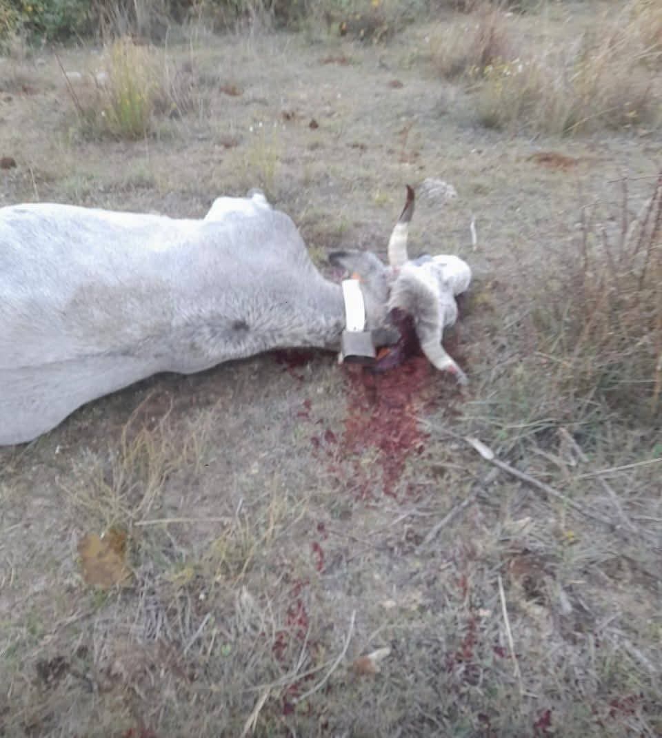STOP aux massacres dans les P-O : des vaches vaccinées condamnées à mort ! L&rsquo;indignation monte