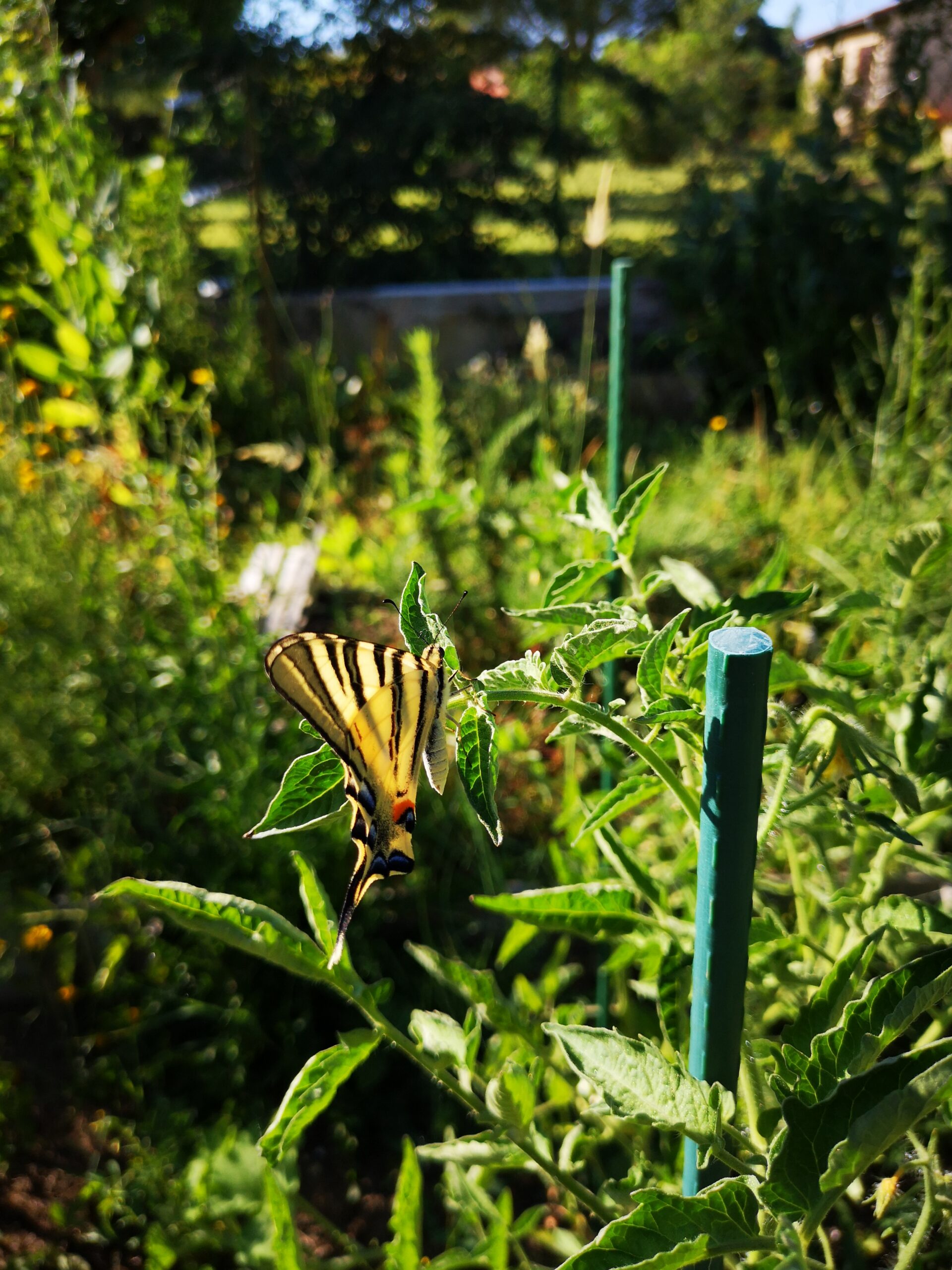 Opération coup de poing contre les pesticides illégaux dans les P-O