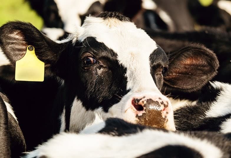 L&rsquo;élan animaliste qui secoue l&rsquo;Occitanie