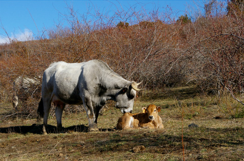 Dermatose nodulaire : quand va-t-on enfin faire de la science ?