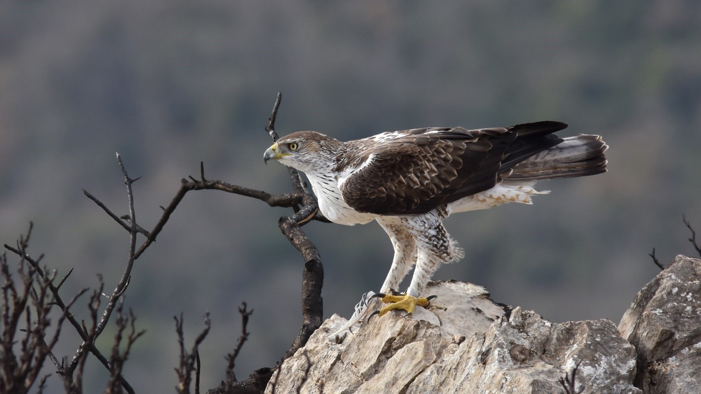 L&rsquo;Aigle de Bonelli, le rapace emblématique des Pyrénées-Orientales menacé
