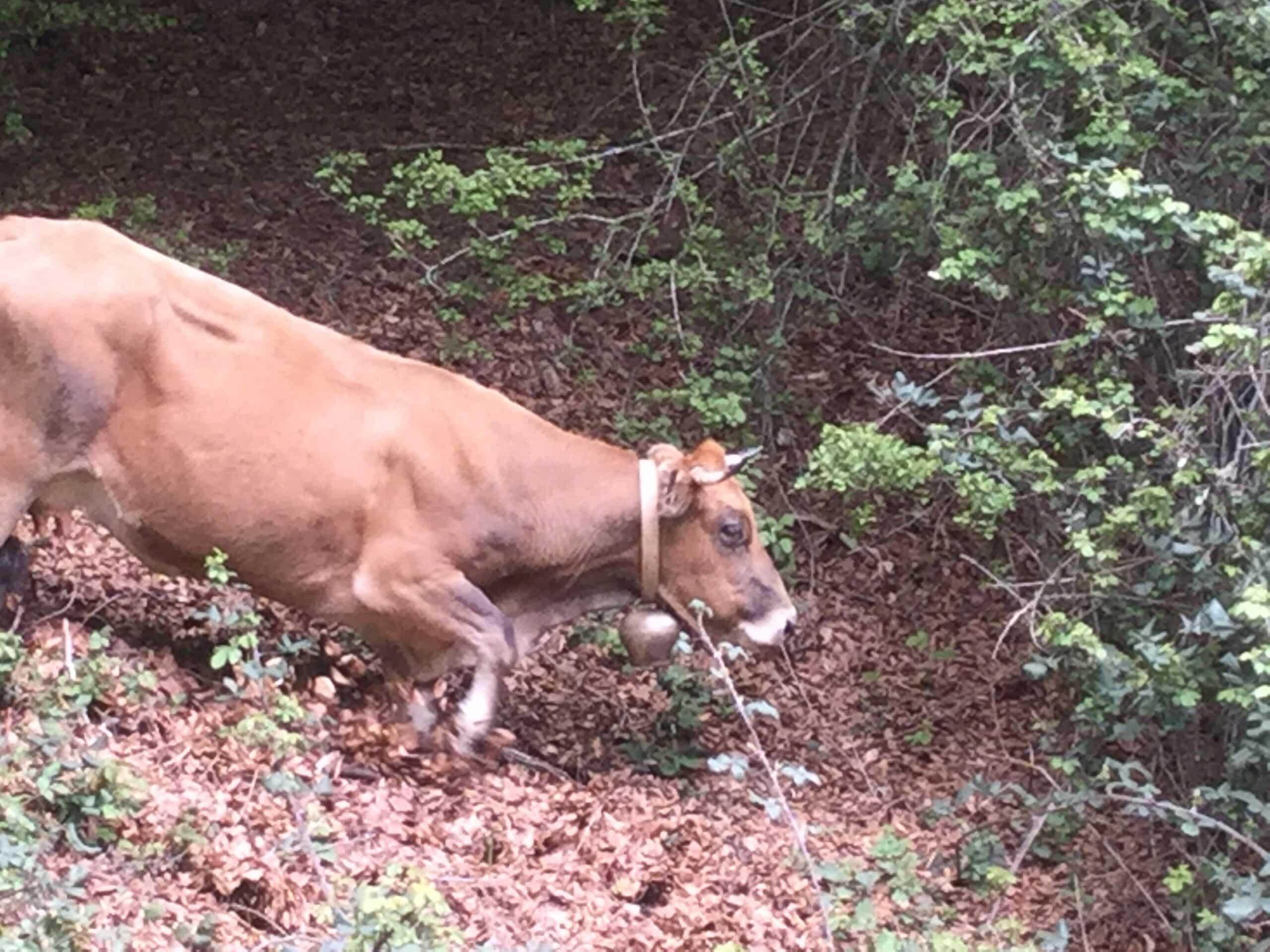 Alerte rouge dans les Albères : des vaches, rempart contre les flammes, menacées de disparition