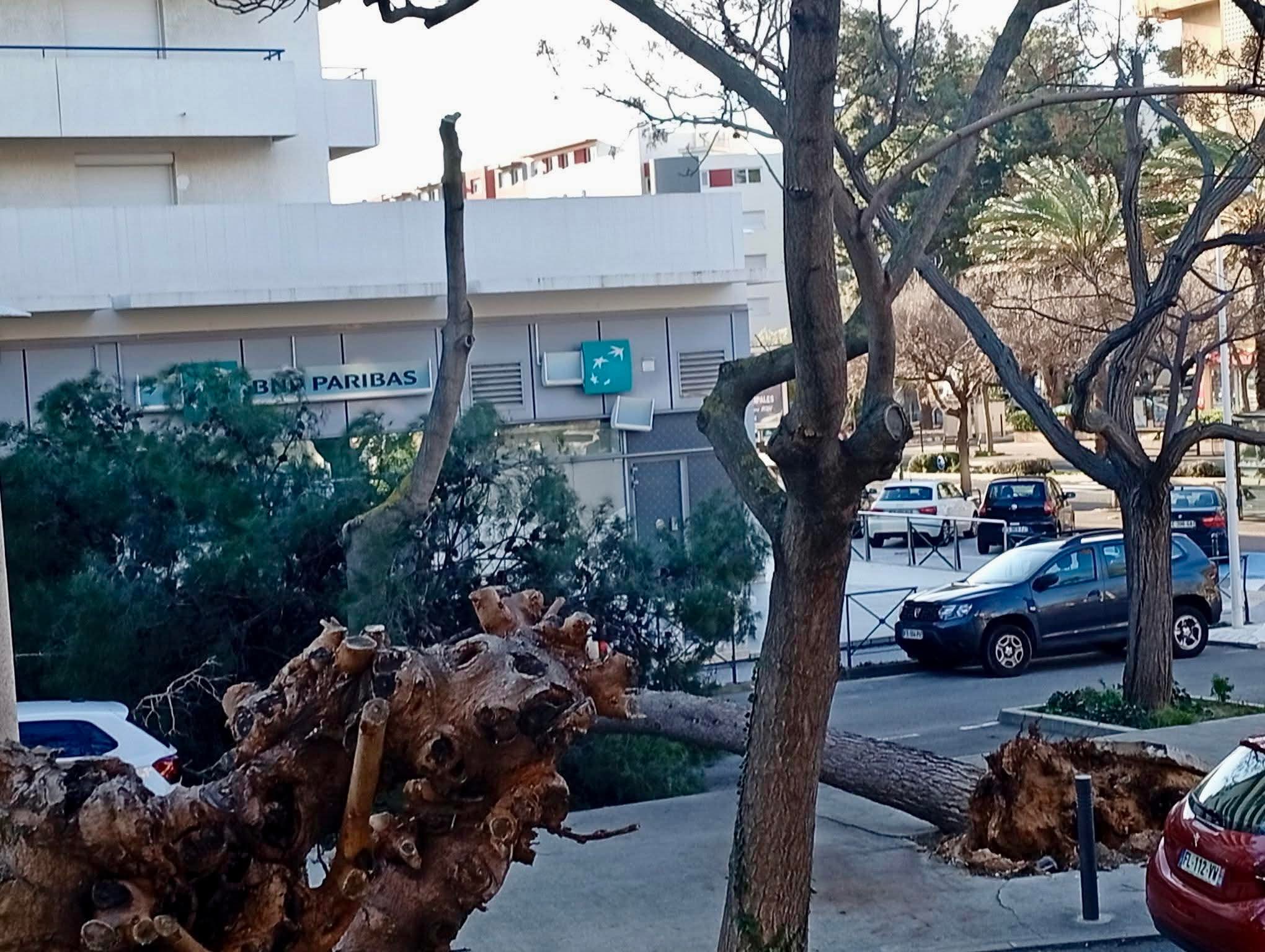 Perpignan : plus de 500 arbres arrachés par le vent