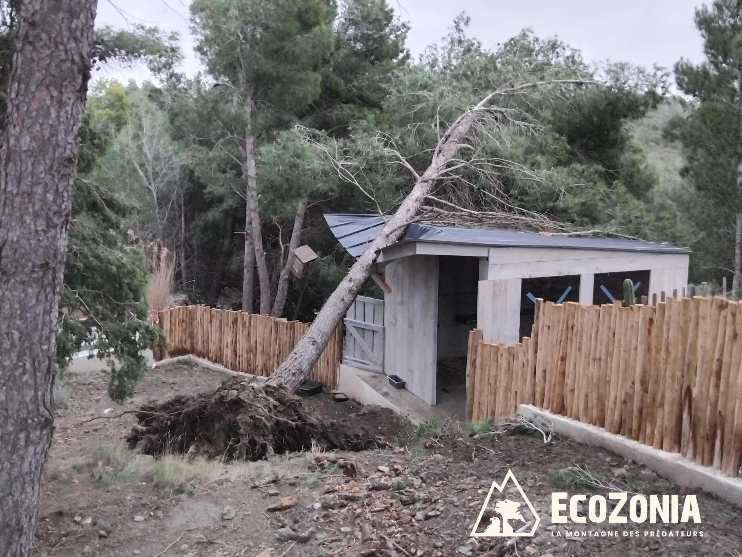 Tempête nils : l’apocalypse à EcoZonia, 5 dholes arrachés à la fureur du vent