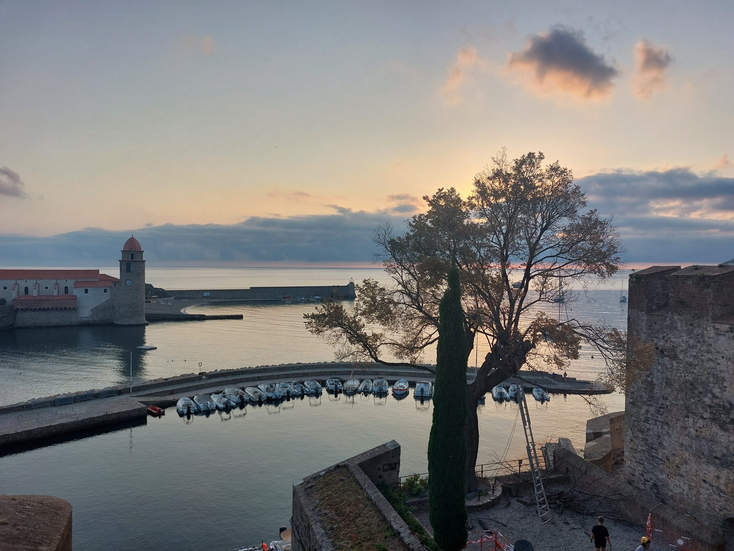 L&rsquo;ormeau emblématique du Château Royal de Collioure est abattu ce jeudi