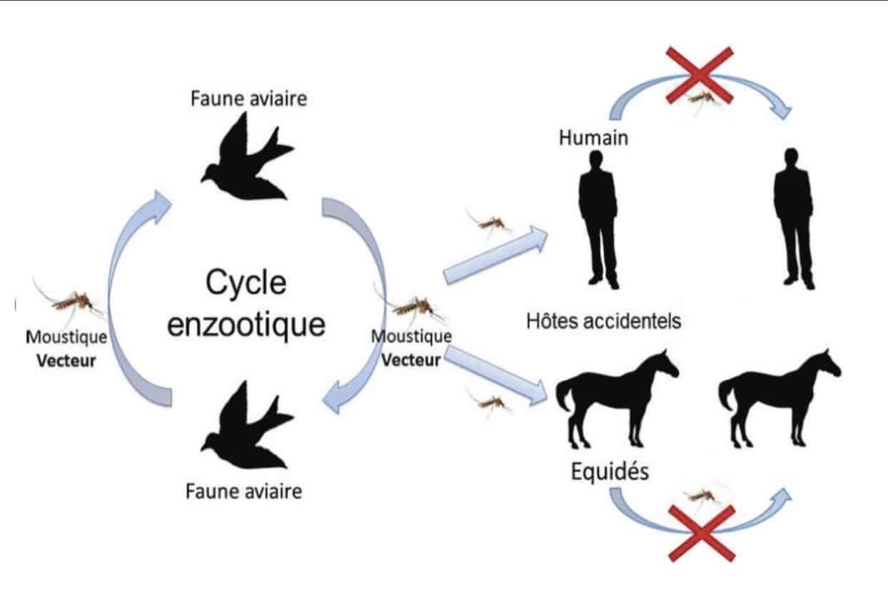 Virus West Nile : trois chevaux contaminés et un cas humain confirmé dans les Pyrénées-Orientales